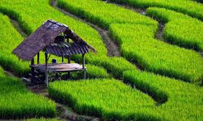 Indonesia Agriculture